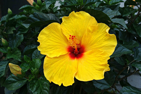 Hibiscus tiliaceus 'sea hibiscus' - Brisbane Plant Nursery