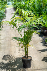 Howea forsteriana 'Kentia Palm' - Brisbane Plant Nursery