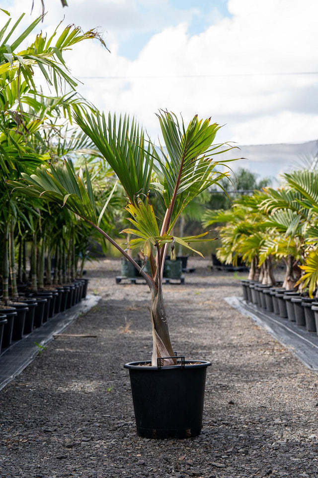Hyophorbe lagenicaulis 'Bottle Palm' - Brisbane Plant Nursery