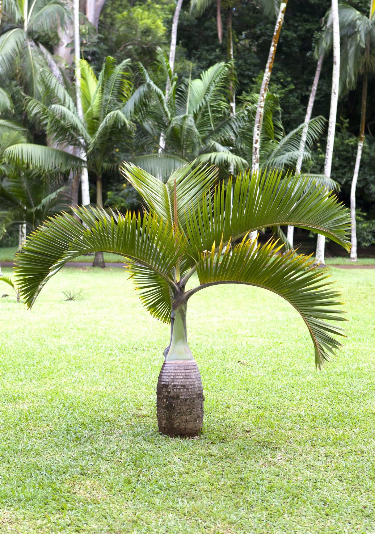 Hyophorbe lagenicaulis 'Bottle Palm' - Brisbane Plant Nursery