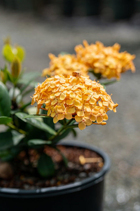Ixora chinensis Compact Gold - Brisbane Plant Nursery