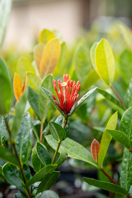 Ixora chinensis Compact Orange - Brisbane Plant Nursery