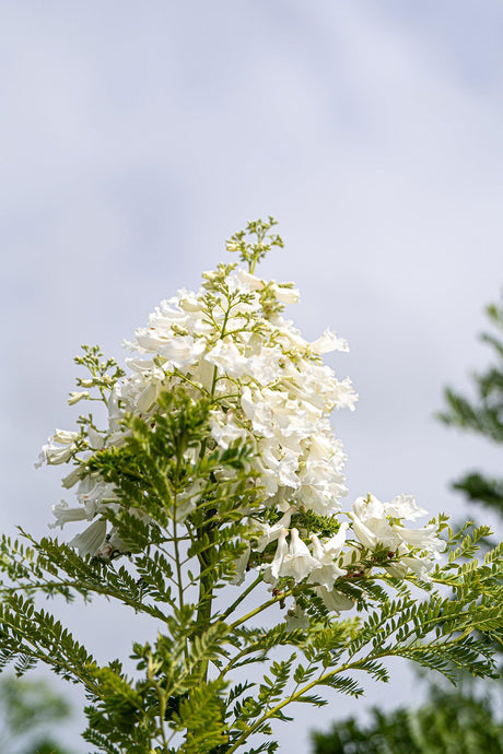 Jacaranda mimosifolia alba - White Jacaranda - Brisbane Plant Nursery