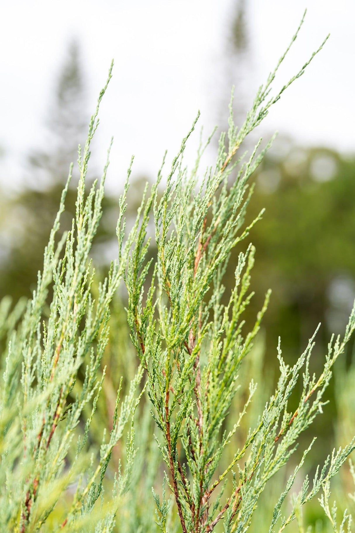 Juniperus virginiana Skyrocket - Brisbane Plant Nursery
