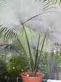 Kerriodoxa elegans - Brisbane Plant Nursery