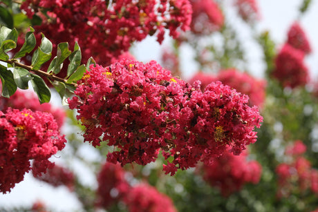 Lagerstroemia Enduring Summer Red Crepe Myrtle - Brisbane Plant Nursery