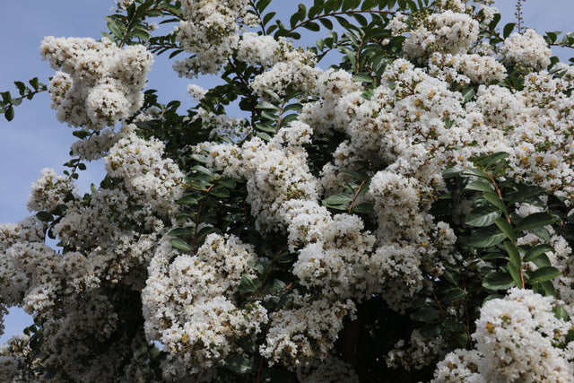Lagerstroemia indica fauriei Natchez 'White Crepe Myrtle' - Brisbane Plant Nursery