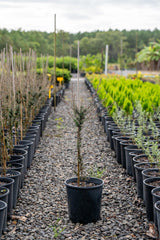 Leptospermum scoparium 'Nanum Rubrum' - Brisbane Plant Nursery