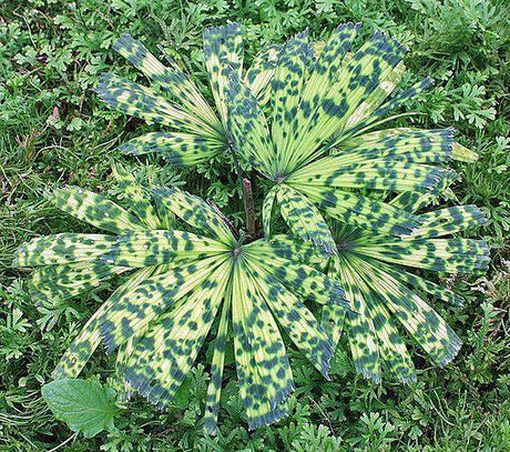 Licuala mattanensis "Mapu" - Brisbane Plant Nursery