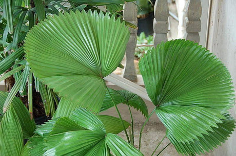 Licuala peltata var. "sumawongii" - Brisbane Plant Nursery