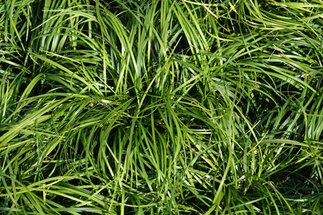Liriope muscari Emerald Cascade - Brisbane Plant Nursery
