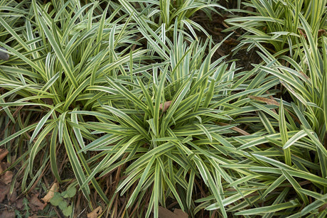 Liriope muscari Stripey White - Brisbane Plant Nursery