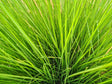 Lomandra confertifolia Crackerjack - Brisbane Plant Nursery