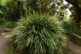 Lomandra longifolia - Brisbane Plant Nursery