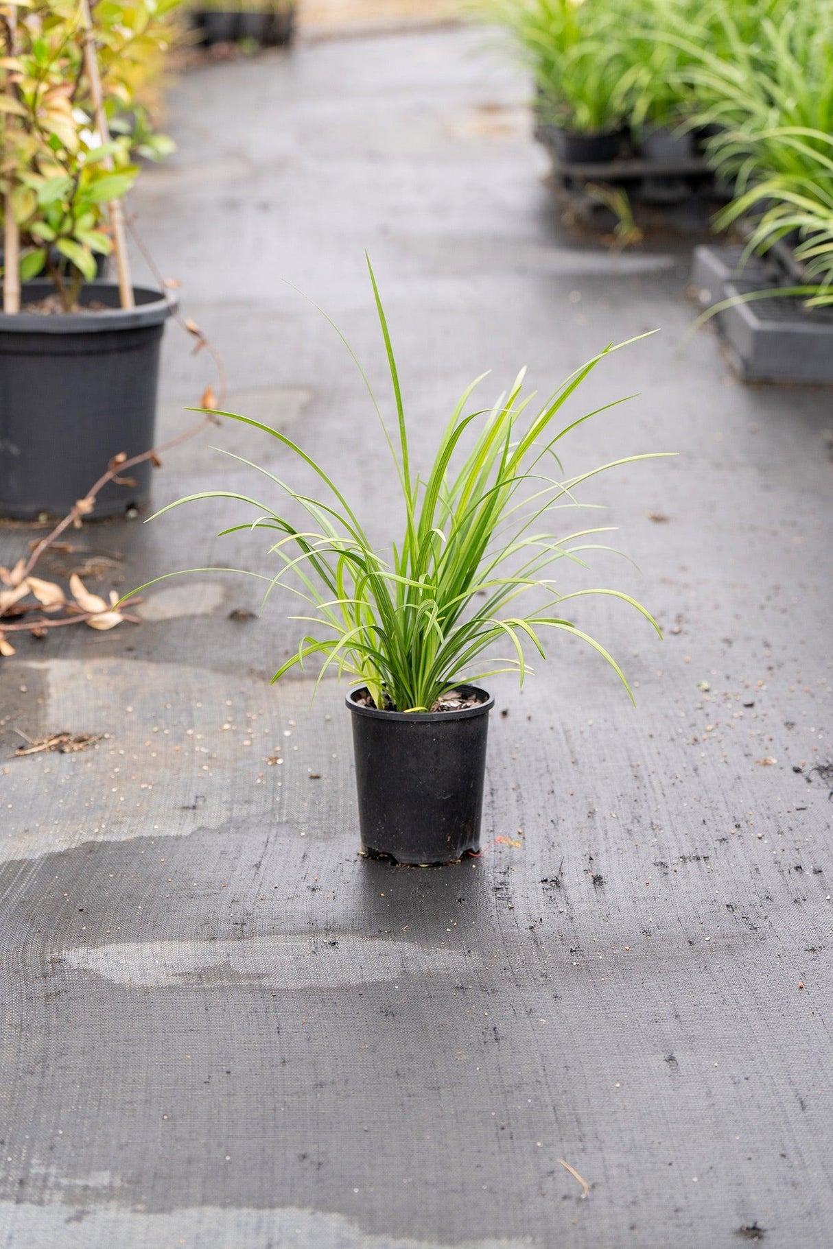 Lomandra longifolia - Brisbane Plant Nursery