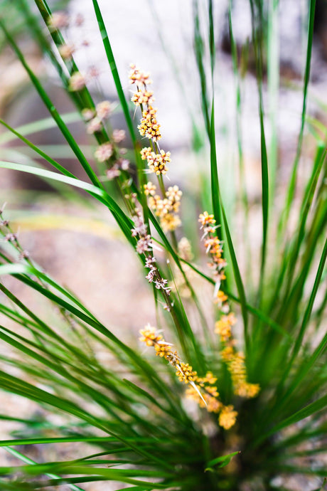 Lomandra longifolia Verday 'Spiny Head Mat Rush' - Brisbane Plant Nursery