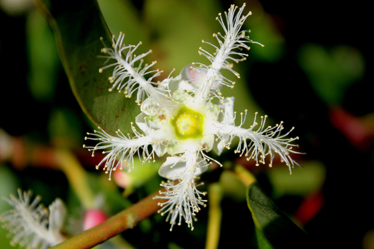 Lophostemon confertus 'Brisbane Box' - Brisbane Plant Nursery