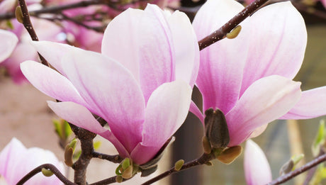 Magnolia Cameo - Brisbane Plant Nursery