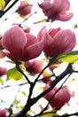 Magnolia Cleopatra - Brisbane Plant Nursery