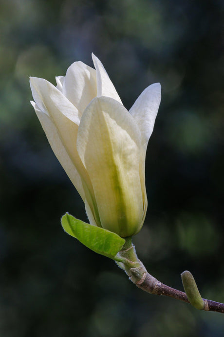 Magnolia Elizabeth - Brisbane Plant Nursery