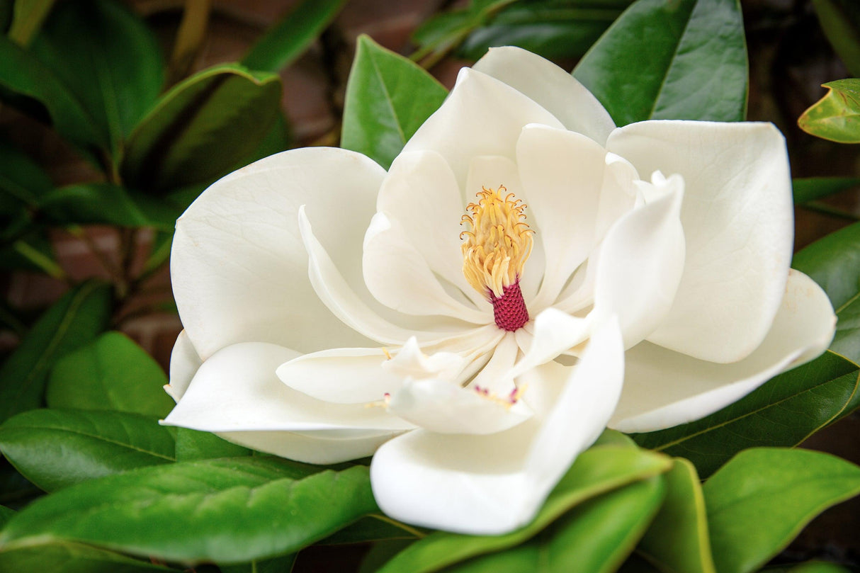 Magnolia 'Fairy White' - Brisbane Plant Nursery