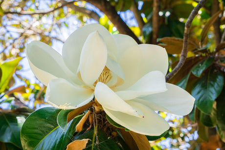Magnolia grandiflora 'Coolwyn Gloss' - Brisbane Plant Nursery