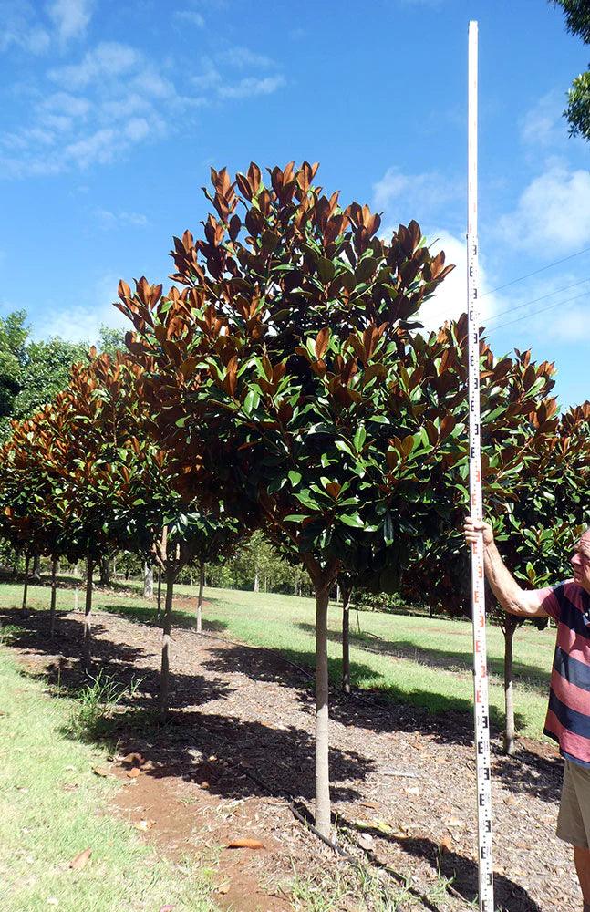 MAGNOLIA grandiflora ‘Coolwyn Gloss’ PBR - Ex Ground - Brisbane Plant Nursery