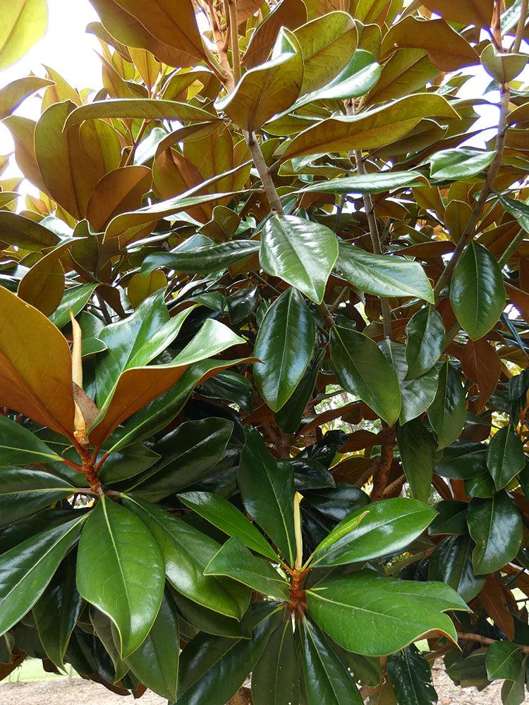 MAGNOLIA grandiflora ‘Coolwyn Gloss’ PBR - Ex Ground - Brisbane Plant Nursery
