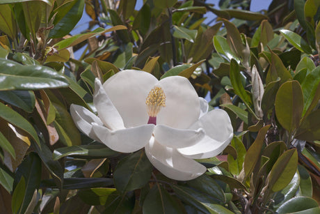 Magnolia grandiflora Exmouth - Brisbane Plant Nursery