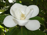 MAGNOLIA grandiflora ‘Exmouth’ (Bull Bay Magnolia) - Ex Ground - Brisbane Plant Nursery