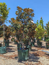 Magnolia grandiflora 'Little Gem' - Brisbane Plant Nursery