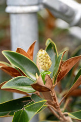 Magnolia grandiflora Little Gem - Brisbane Plant Nursery