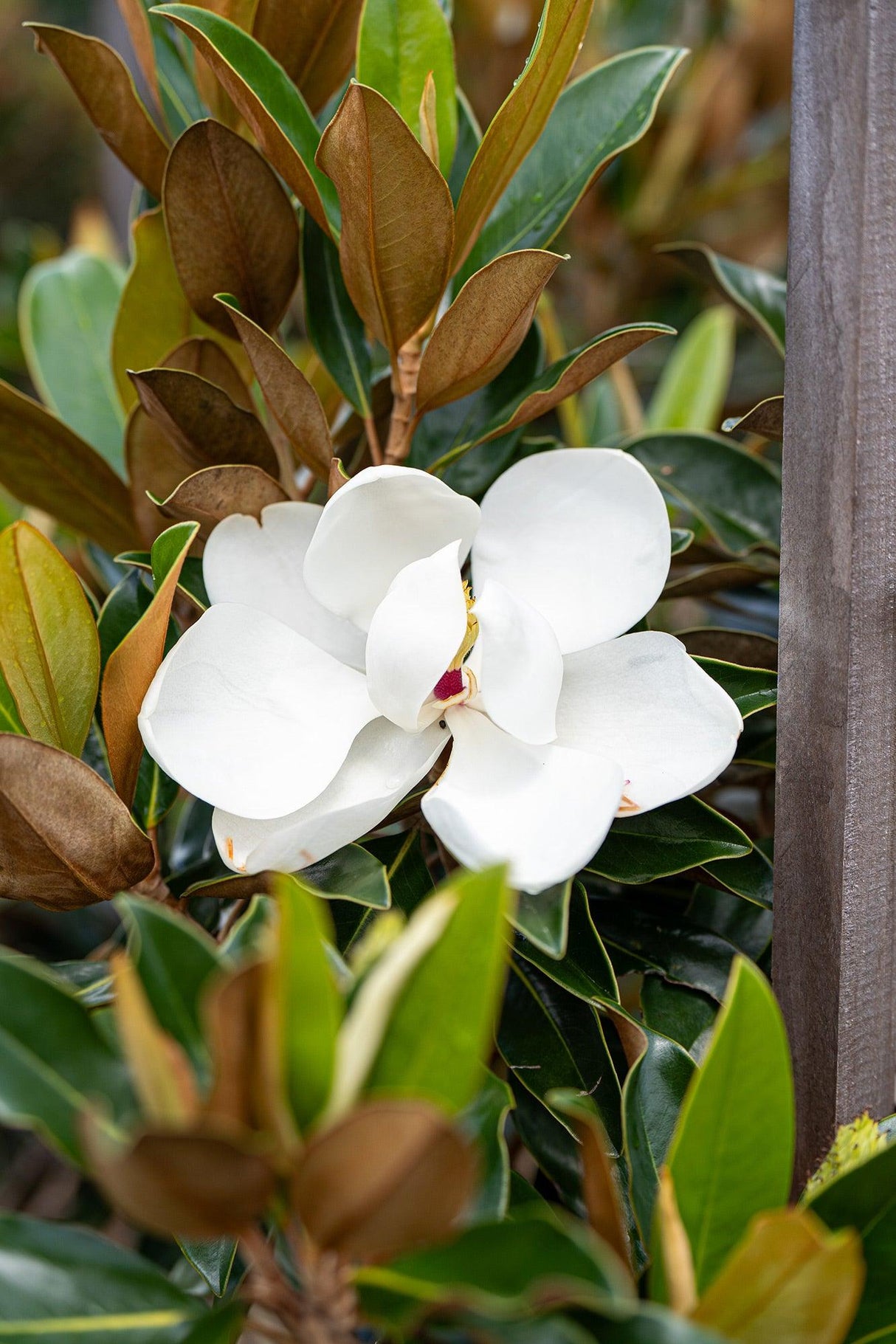 Magnolia grandiflora Little Gem - Brisbane Plant Nursery