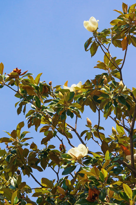 Magnolia grandiflora 'Sweet N Neat' - Brisbane Plant Nursery