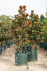 Magnolia grandiflora Teddy Bear - Brisbane Plant Nursery