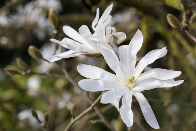 Magnolia stellata 'star magnolia' - Brisbane Plant Nursery