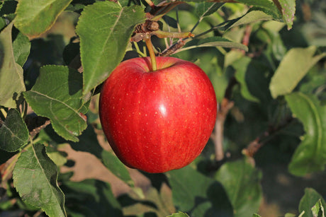 Malus domestica Red Fuji 'Apple' - Brisbane Plant Nursery