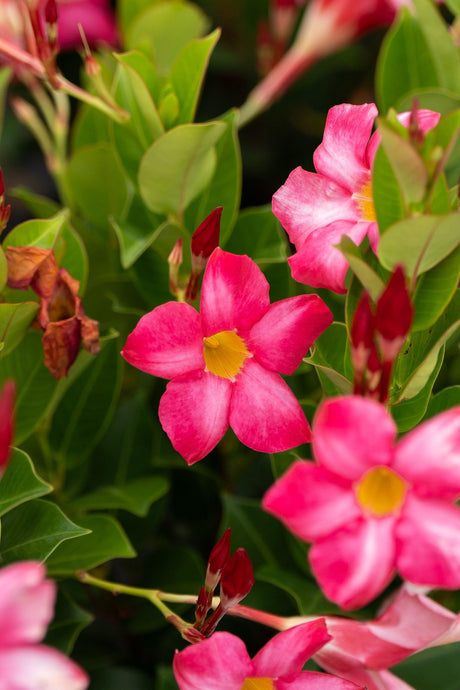 Mandevilla sanderi rosea 'Pink Dipladenia' - Brisbane Plant Nursery