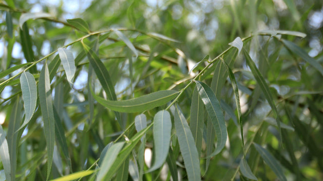 Melaleuca leucadendra 'Broad Leaf' - Brisbane Plant Nursery
