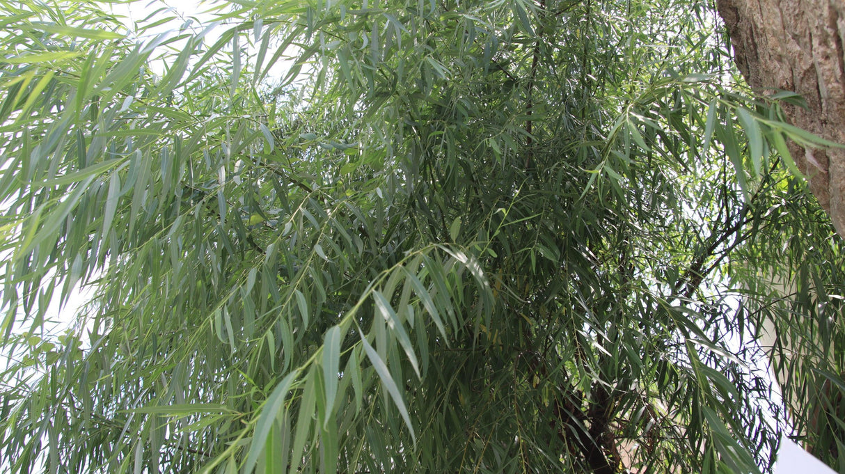Melaleuca leucadendra 'Fine Leaf' - Brisbane Plant Nursery