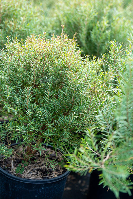 Melaleuca linariifolia 'Claret Tops' - Brisbane Plant Nursery