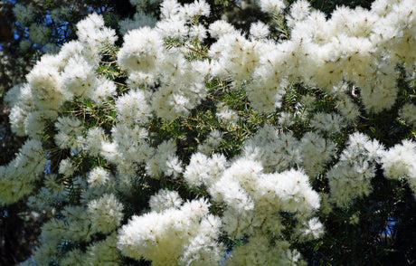 Melaleuca linariifolia 'Snowstorm' - Brisbane Plant Nursery