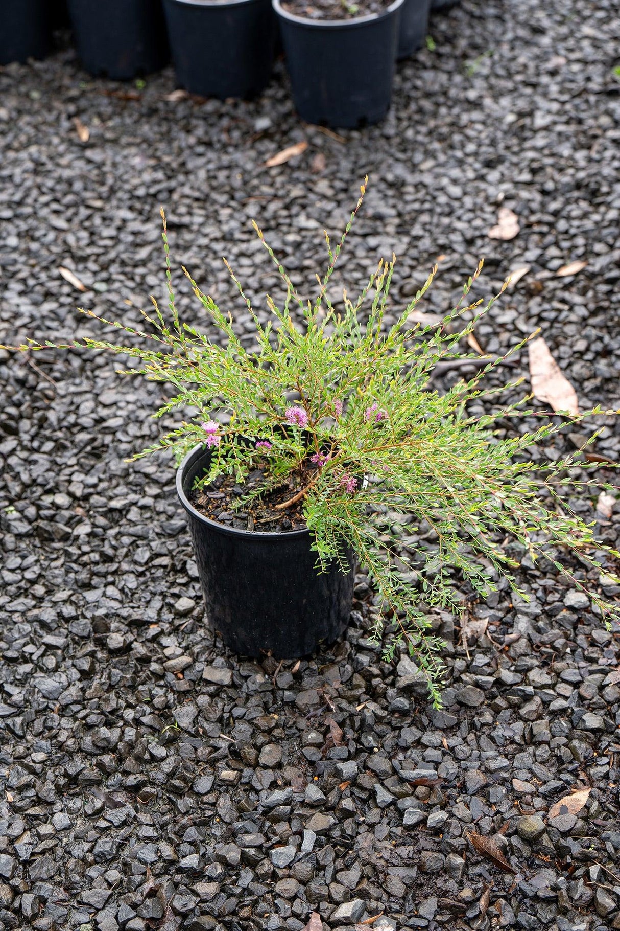 Melaleuca thymifolia - Brisbane Plant Nursery