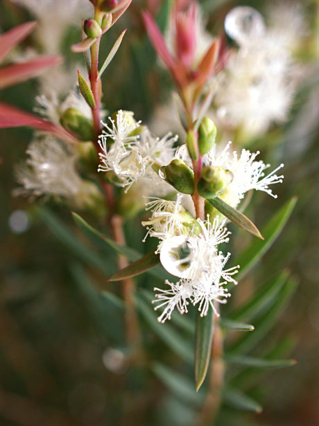 Melaleuca thymifolia 'White Lace' - Brisbane Plant Nursery