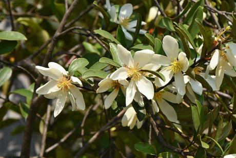 Michelia Fairy White - Brisbane Plant Nursery
