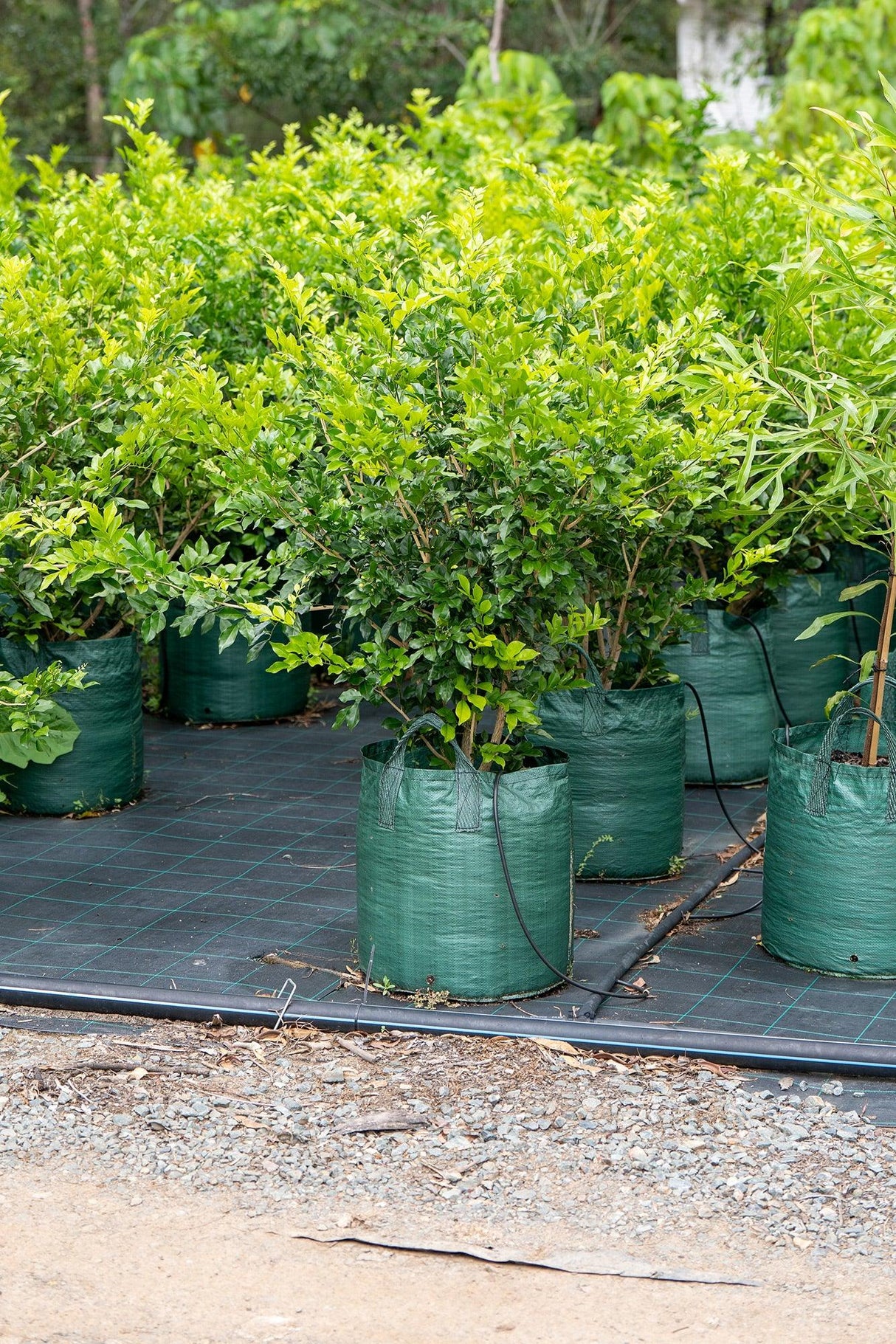 Murraya paniculata - Mock Orange - Brisbane Plant Nursery