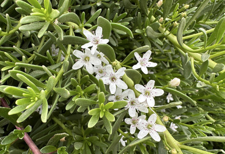 Myoporum parvifolium - Brisbane Plant Nursery