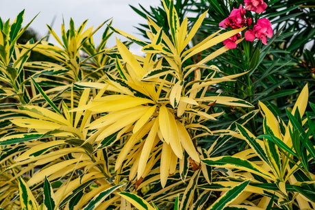 Nerium oleander Variegated - Brisbane Plant Nursery