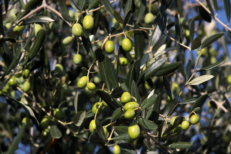 Olive Olea europaea Frantoio - Brisbane Plant Nursery
