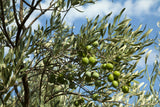 Olive Olea europaea Helena - Brisbane Plant Nursery
